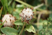 Trifolium fragiferum