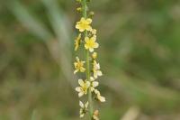 Agrimonia eupatoria