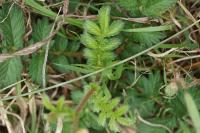 Agrimonia eupatoria