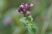 Origanum vulgare