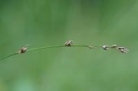 Carex divulsa