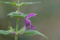 Lamium maculatum