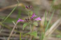 Clinopodium vulgare