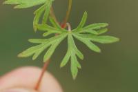 Geranium columbinum