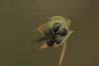 Geranium columbinum
