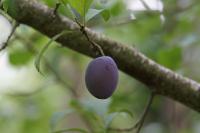 Prunus domestica var. insititia