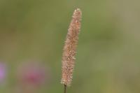 Phleum pratense