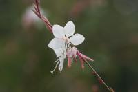 Oenothera lindheimeri