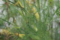 Foeniculum vulgare