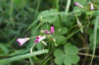 Oxalis articulata