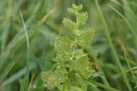 Melissa officinalis