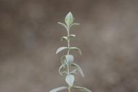 Cerastium tomentosum