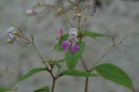 Impatiens balfourii