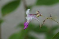 Impatiens balfourii