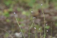 Verbena officinalis