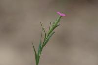 Dianthus armeria