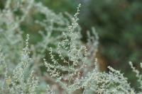 Artemisia absinthium