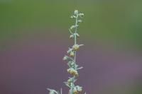 Artemisia absinthium