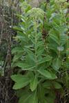 Hylotelephium telephium