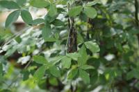 Laburnum anagyroides