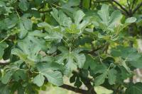 Ficus carica