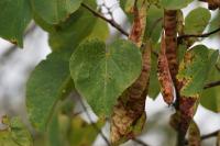 Cercis siliquastrum