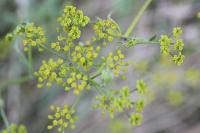 Pastinaca sativa