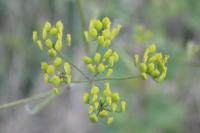 Pastinaca sativa
