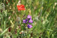 Legousia speculum-veneris