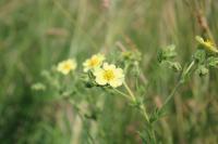 Potentilla recta