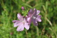 Malva moschata