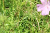 Malva moschata