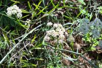 Peucedanum gallicum