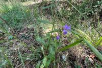 Lobelia urens
