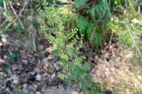 Teucrium scorodonia