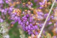Erica cinerea