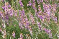 Erica cinerea
