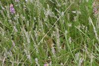 Calluna vulgaris