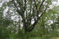 Quercus robur
