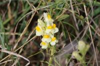 Linaria vulgaris