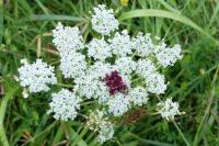 Daucus carota
