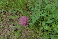 Trifolium pratense