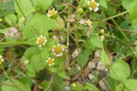 Galinsoga parviflora