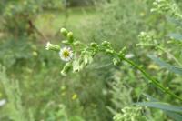 Erigeron canadensis