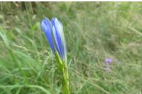 Gentiana pneumonanthe