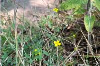 Potentilla erecta