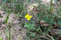Potentilla erecta