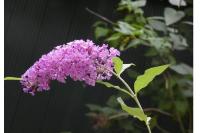 Buddleja davidii