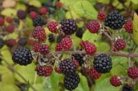 Rubus