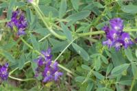 Medicago sativa